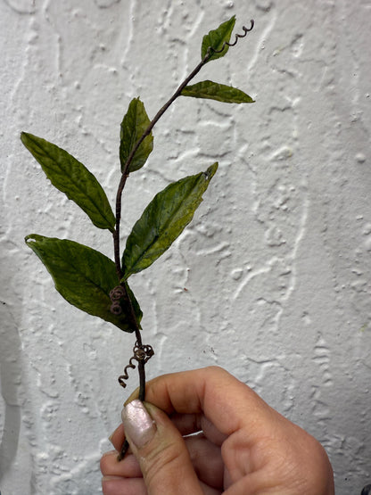 Edible Sugar Flower Branch Spray, Cake Topper Greenery, 12" Long
