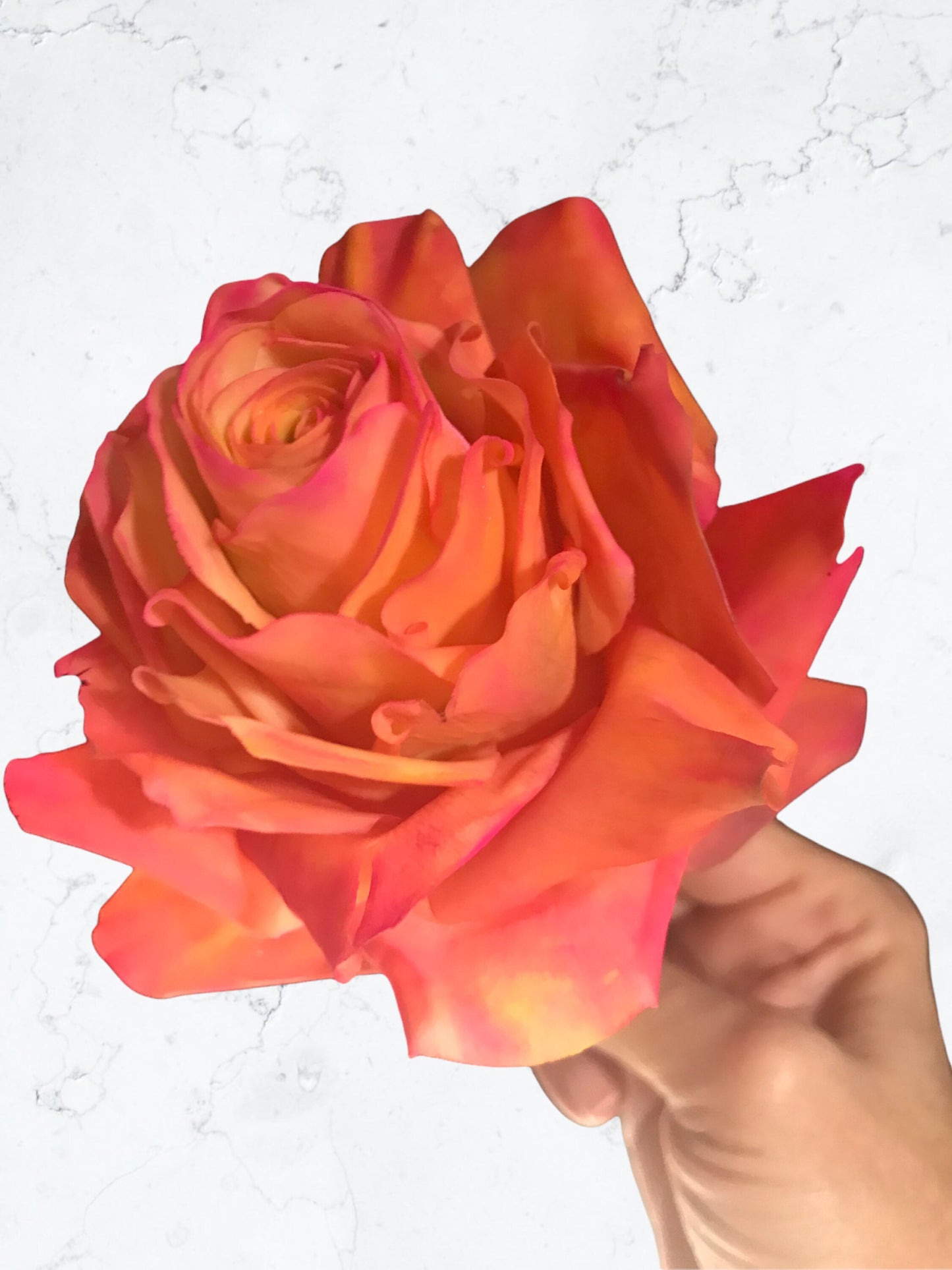 Edible Circus Roses  Cake Topper, Flexible Paste for  Wedding cakes, Birthdays or any Cake Decorations. NONBREAKABLE,  Save to be shipped