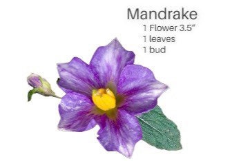 Handmade Edible Mandrake flower Set, Realistic, flexible paste, Edible, Gumepaste Cake Topper, Wedding Cake Flowers, Fondant Adelfas flores