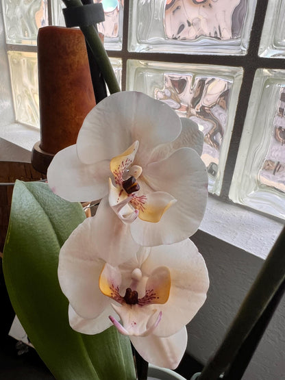 Edible White Orchids Branch Cake Topper, Flexible Vegan Paste Custom Flowers, for Wedding or Birthdays