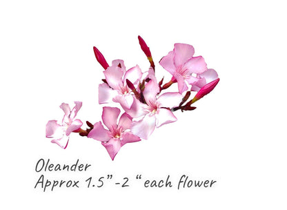 Handmade Oleander flower/Adelfas flores, Realistic, flexible paste, Edible, Gumepaste Cake Topper, Wedding Cake Flowers, Fondant , Any Color
